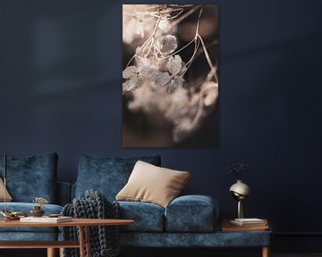 Winter hortensia ijskristallen van Imladris Images