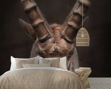 Portrait of an ibex in warm colours | fineart photography