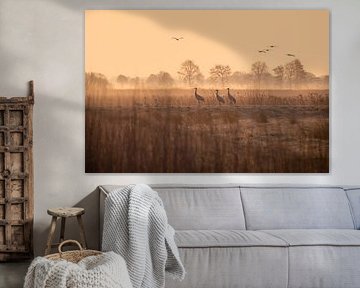 Elegante Kraniche im Sonnenaufgang – Naturfotografie für Ihr Zuhause