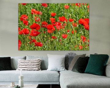 Papavers