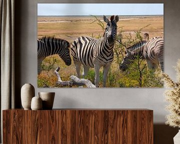 Vigilant in the vastness - plains zebras in Etosha National Park by WeltReisender Magazin