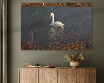 Mute swan by John Kerkhofs