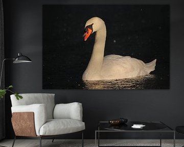 Mute swan by John Kerkhofs