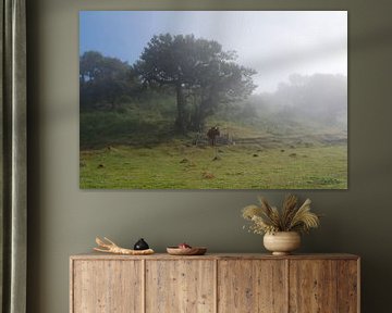 Rund in mystieke fanal forest Madeira van Annicky Reijers