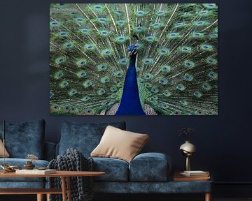 Peacock with beautifully coloured plumage by Hoven Fotografie