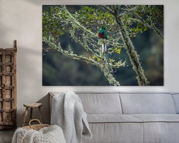 Bird of paradise in Costa Rica by Hoven Fotografie