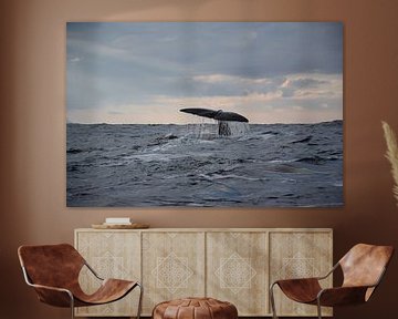 Walvisstaart in de oceaan van Hoven Fotografie