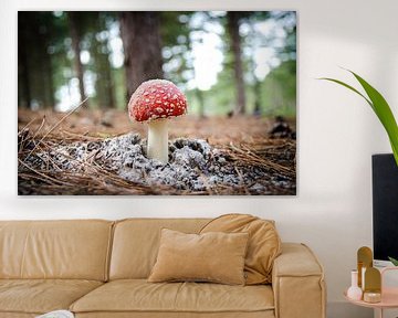 Fliegenpilz | Pilz rot mit weißen Flecken von Ricardo Bouman