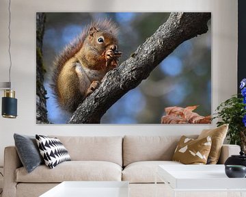 A red squirrel in the trap by Claude Laprise