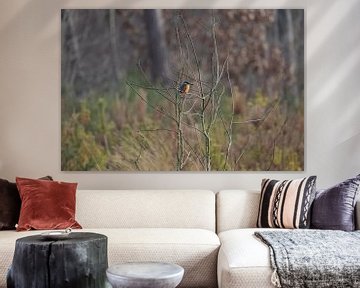 Ijsvogel van Hovers photography