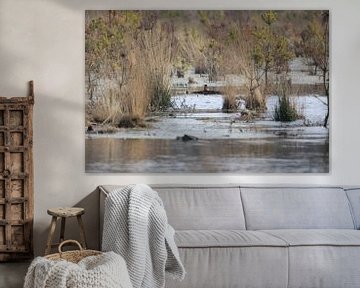 Ijsvogel van Hovers photography