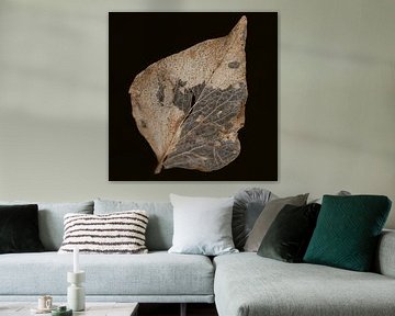 Vergankelijkheid van Karin Bakker Fotografie