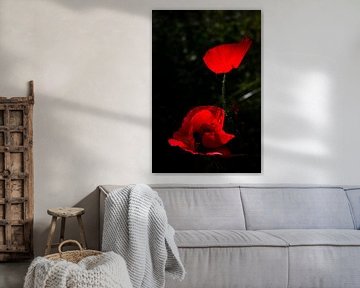 Wunderschöner Mohn | Nahaufnahme, Stillleben, Naturfotografie