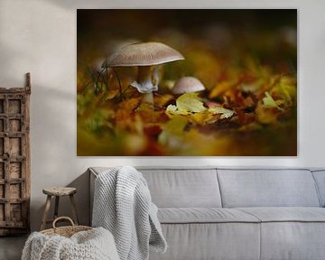Paddenstoelen in de herfst van Steffi Hommel