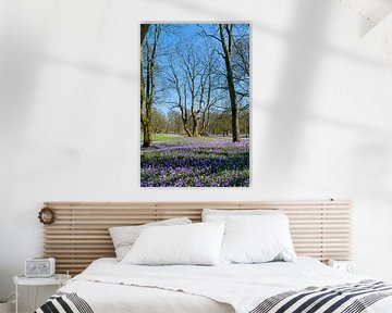 Krokusbloesem in het kasteelpark van Dieter König