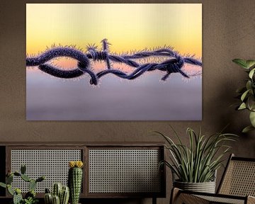 Frozen barbed wire at sunrise by Jochem Matthijsse