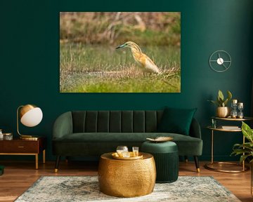 Squacco heron at Lake Volvi - Greece by Puravida - Photography and photo art