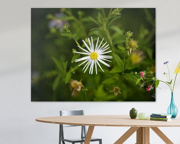 Witte aster van Martijn Joosse