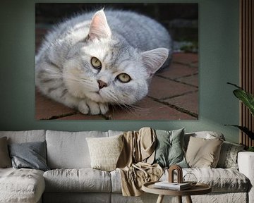 Cat in the garden by Bo Valentino