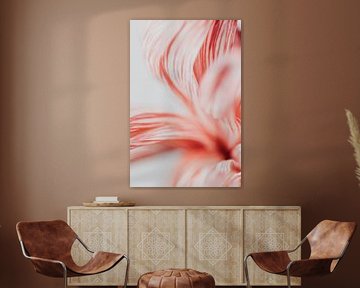 Happy flower - pink and white macro | photo print by Elise van Gils