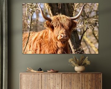Schotse Hooglander van Lens_en_Dier/Vizier Fotografie