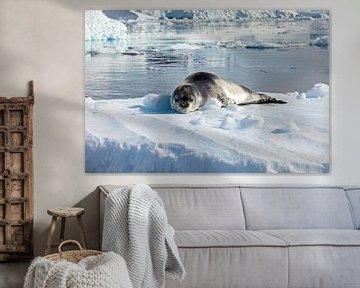 Sea leopard on an ice floe by Roland Brack