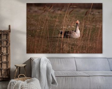 Peace in the Reeds by Atelier Nadine