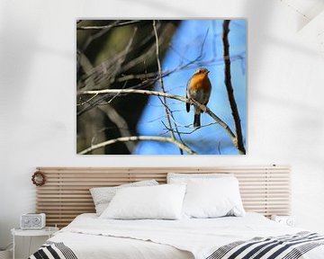 Roodborst up close van ShopWessels