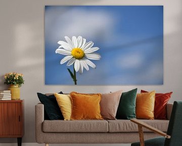 A daisy flower in the garden by Claude Laprise