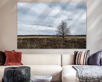 Natuurgebied de Regte Heide van Jeroen van Eijndhoven