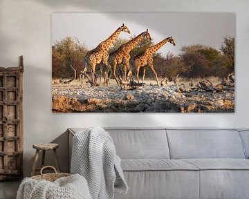 Girafes au puits d'eau en Afrique sur Jeffrey Groeneweg