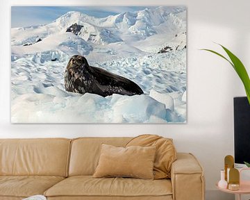 Seal on the ice by Roland Brack