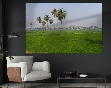 the rice fields