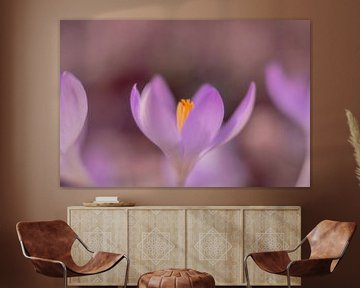 Crocus – The Promise of Spring by Kijk, een Vogel Fotografie
