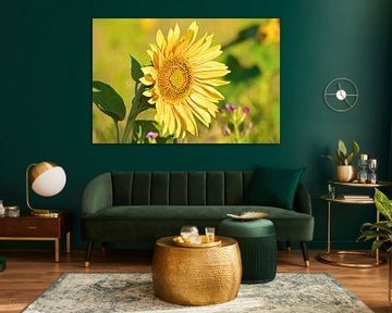 Sunflower by Reinhardt Dallgass