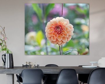 Dahlia Apricona