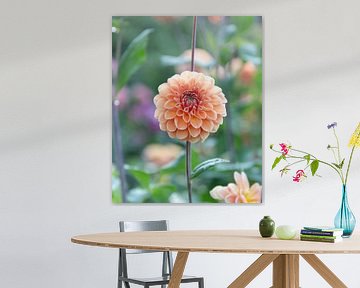 Dahlia Apricot
