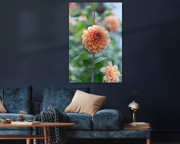 Dahlia Apricot