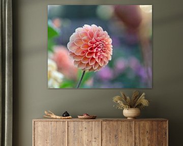 Dahlia Apricona