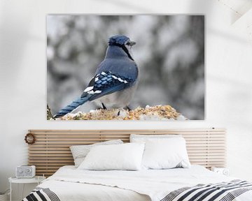 A blue jay in winter by Claude Laprise