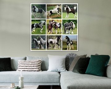 collage zwartbonte paarden