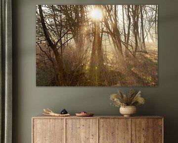 Sonnenaufgang zwischen den Bäumen - Sonnenharfen und mystischer Nebel im Mallebos von Karin van Es
