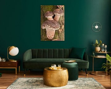 Shiitake paddenstoelen groeien op een boomstam van Frans Rombout
