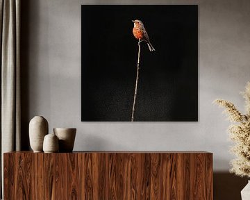Roodborst vogel op een tak portret zwart van TheXclusive Art