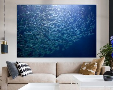 School of herring fishing underwater by Frans Rombout