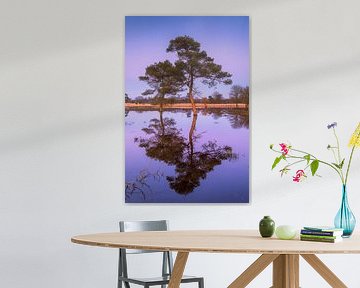 Reflection Grove Kiefer von Martijn Schruijer