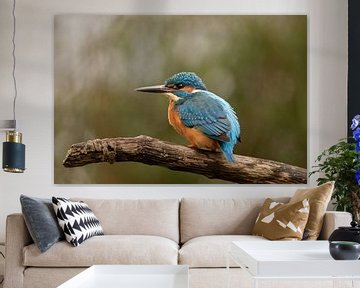 ijsvogel, de blauwe flits van M. B. fotografie
