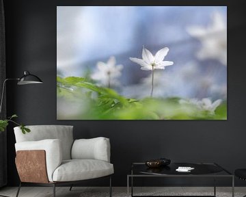 Bosanemoon. Super op plexiglas of ingelijst. van Josine Claasen