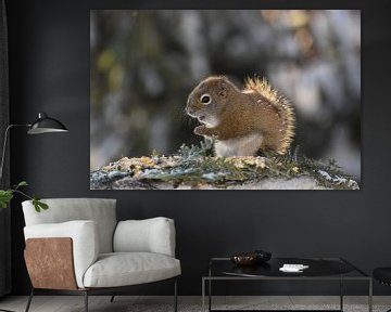 A red squirrel in winter by Claude Laprise
