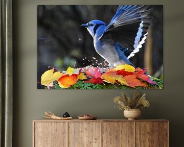 A blue jay in the garden in autumn by Claude Laprise